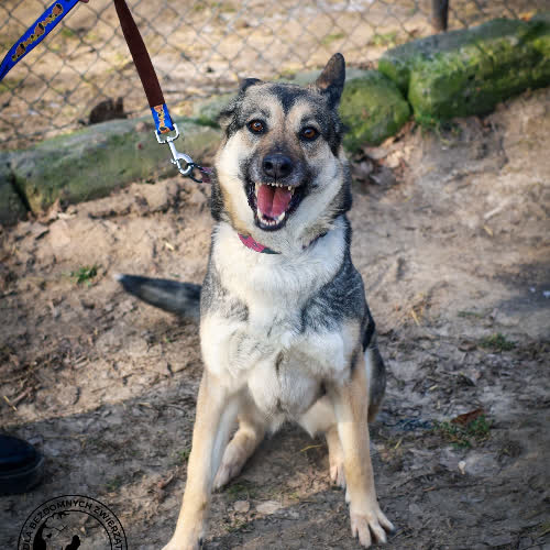 Psy ze schroniska do adopcji Fira