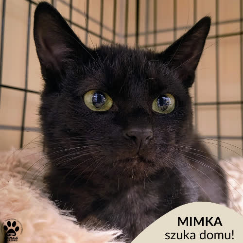 Koty ze schroniska do adopcji Mimka