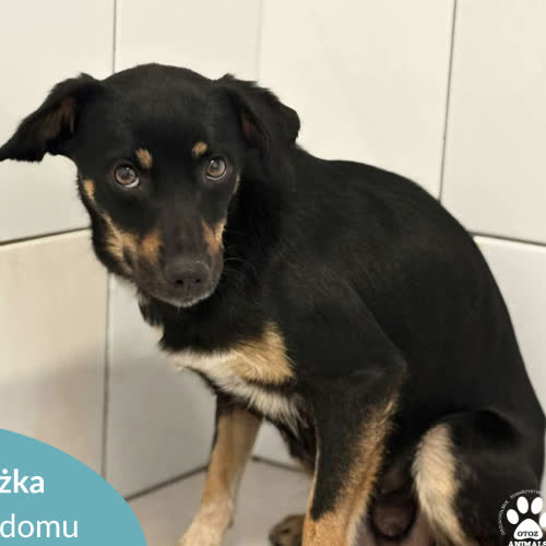 Psy ze schroniska do adopcji Grażka