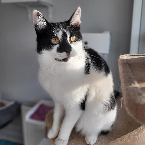 Koty ze schroniska do adopcji Nutka