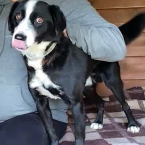 Psy ze schroniska do adopcji Messi