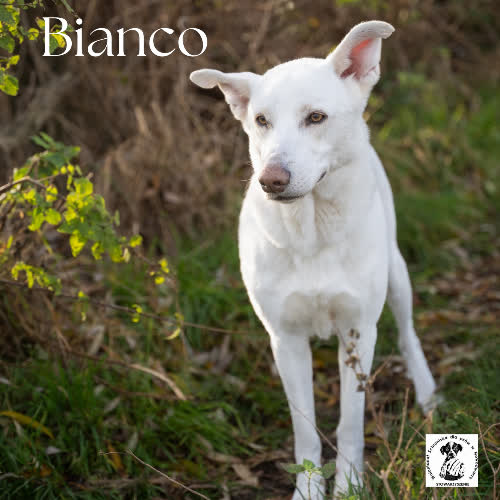 Psy ze schroniska do adopcji Bianco