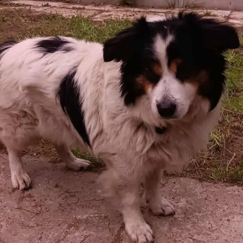 Psy ze schroniska do adopcji Misio