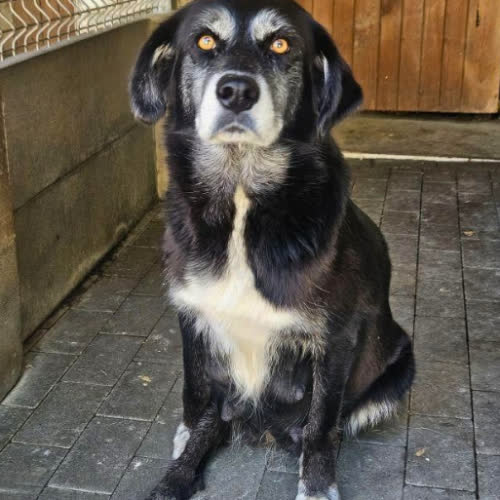 Psy ze schroniska do adopcji Greta