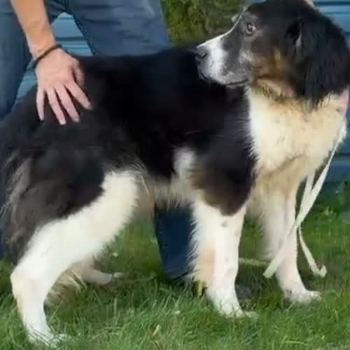 Psy ze schroniska do adopcji Enzo