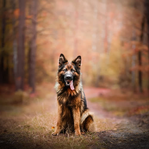 Psy ze schroniska do adopcji Łyski