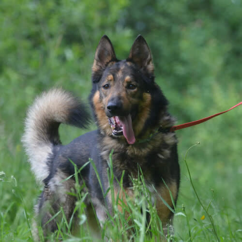 Psy ze schroniska do adopcji Django