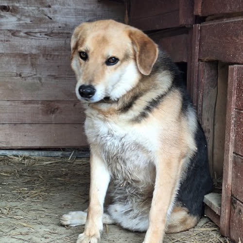 Psy ze schroniska do adopcji Max