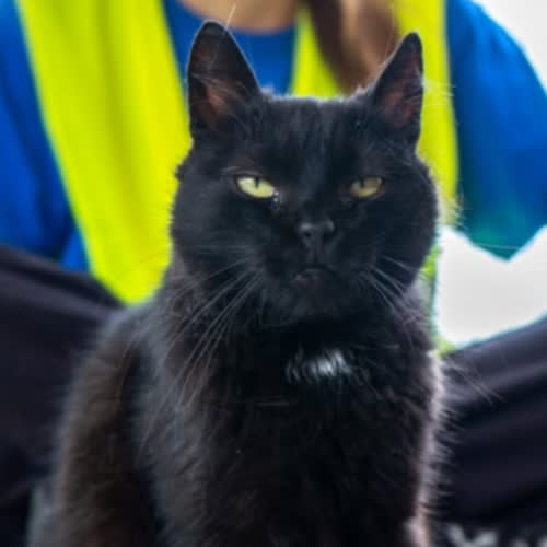 Koty ze schroniska do adopcji Izolda