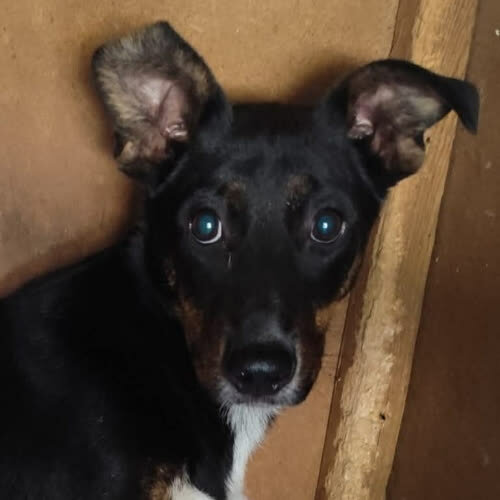 Psy ze schroniska do adopcji Bazylek