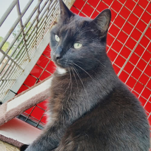 Koty ze schroniska do adopcji SISI