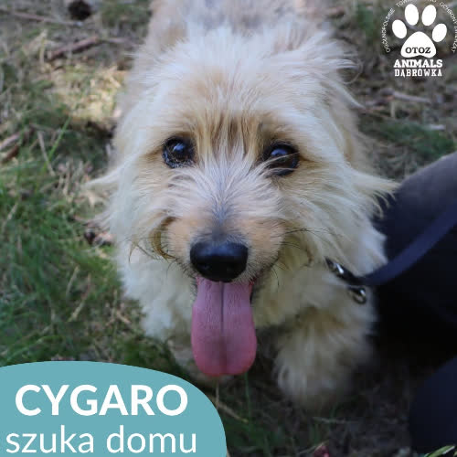 Cygaro