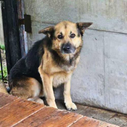 Psy ze schroniska do adopcji Szarik