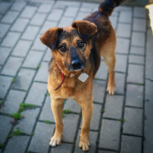 Psy ze schroniska do adopcji Stuart