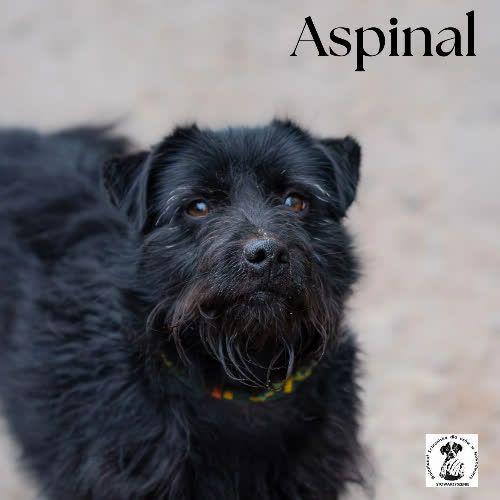 Psy ze schroniska do adopcji Aspinal 