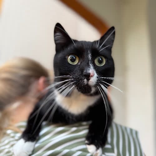 Koty ze schroniska do adopcji Mango