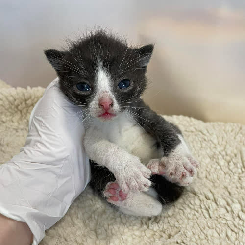 Koty ze schroniska do adopcji Mati