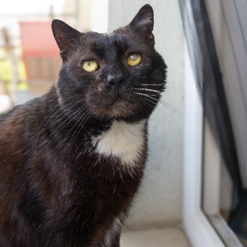 Koty ze schroniska do adopcji Americano