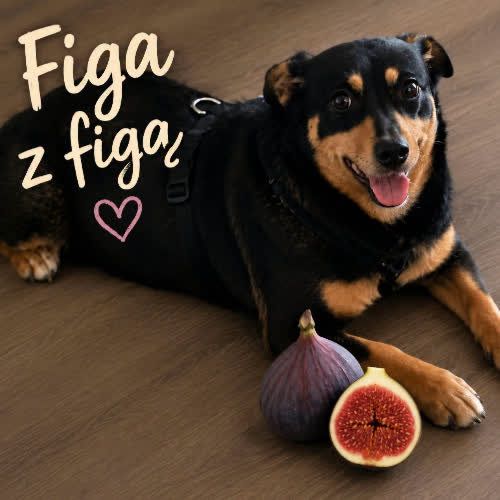 Figa