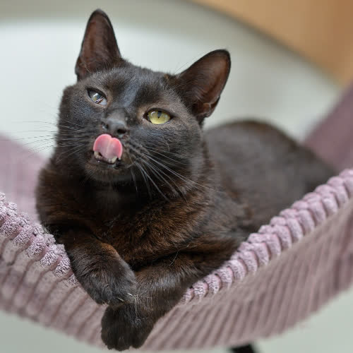 Koty ze schroniska do adopcji Wiesia