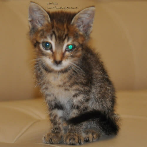 Koty ze schroniska do adopcji Garbicz