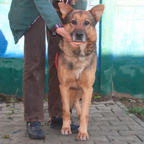 Psy ze schroniska do adopcji Szarik