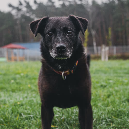 Psy ze schroniska do adopcji Tymon