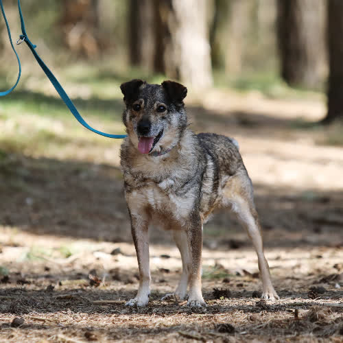Psy ze schroniska do adopcji Moris
