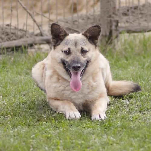 Psy ze schroniska do adopcji Jasna