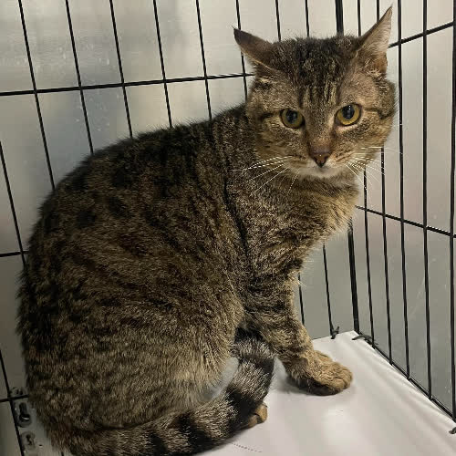 Koty ze schroniska do adopcji B19