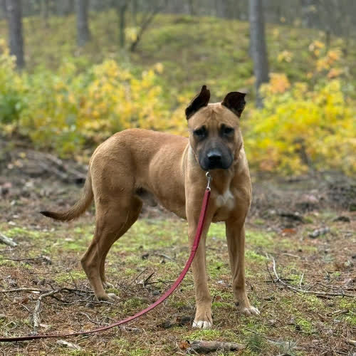 Psy ze schroniska do adopcji Logan