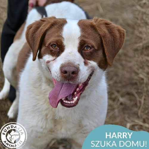 Psy ze schroniska do adopcji Harry