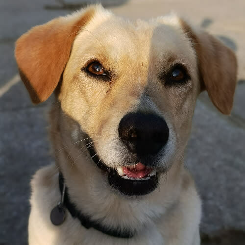 Psy ze schroniska do adopcji Alwin