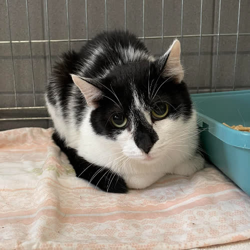 Koty ze schroniska do adopcji Halszka