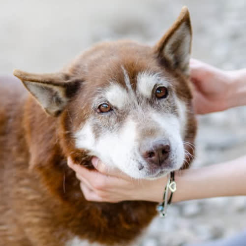 Psy ze schroniska do adopcji Luntek