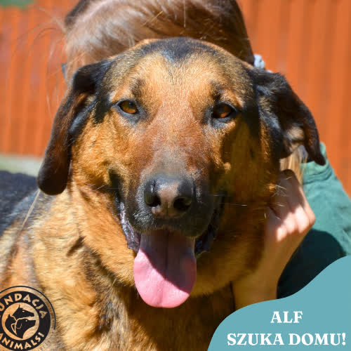 Psy ze schroniska do adopcji ALF
