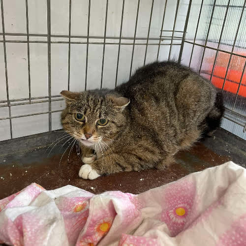 Koty ze schroniska do adopcji Andżela