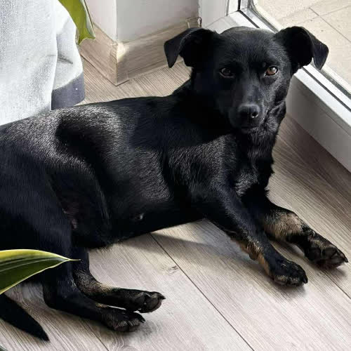 Psy ze schroniska do adopcji Kawka