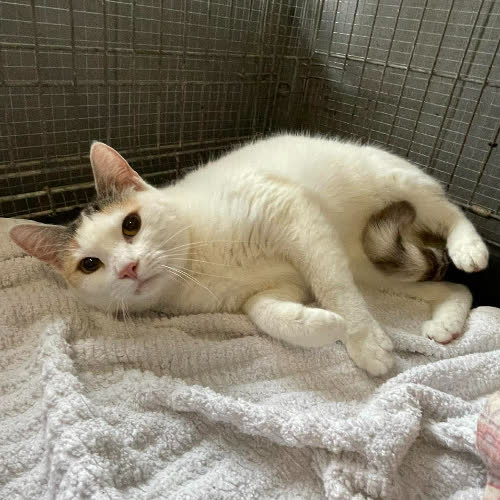 Koty ze schroniska do adopcji Blanka