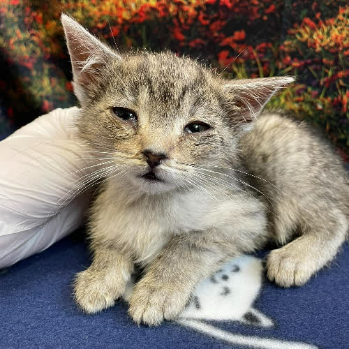 Koty ze schroniska do adopcji Michałek