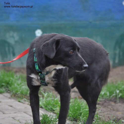 Tula