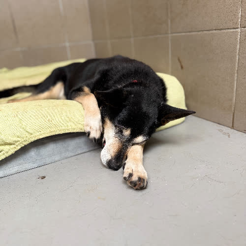Psy ze schroniska do adopcji Franek