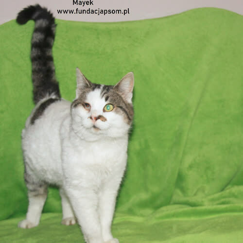 Koty ze schroniska do adopcji Mayek