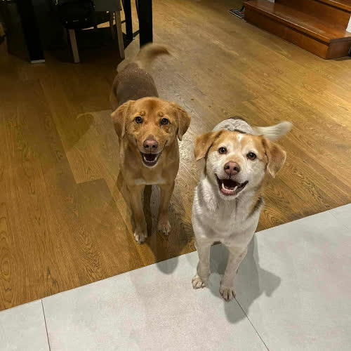 Psy ze schroniska do adopcji Flip i Flap 