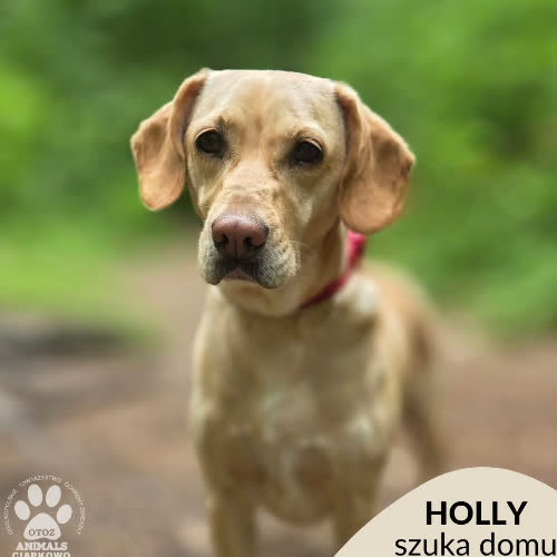 Holly