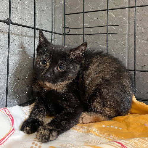 Koty ze schroniska do adopcji Feliczita