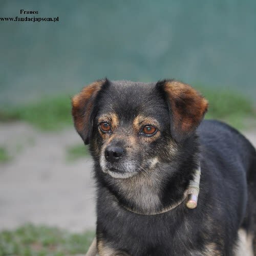 Psy ze schroniska do adopcji Franco