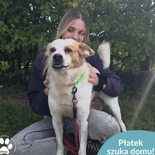 Psy ze schroniska do adopcji Płatek