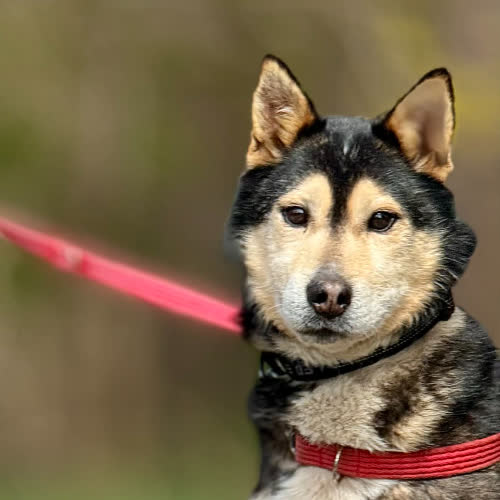 Psy ze schroniska do adopcji Yoshi