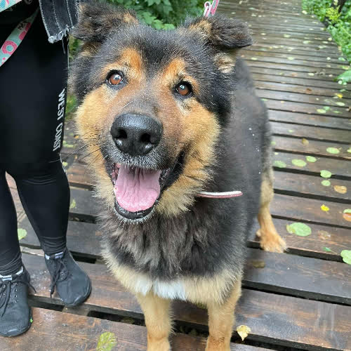 Psy ze schroniska do adopcji Andrzej